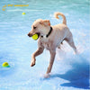 Ultimate Pet GPS Tracker – Track & Protect Your Pet's Health